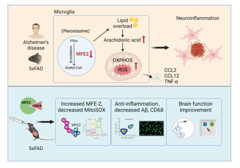 A diagram of a cell division

Description automatically generated